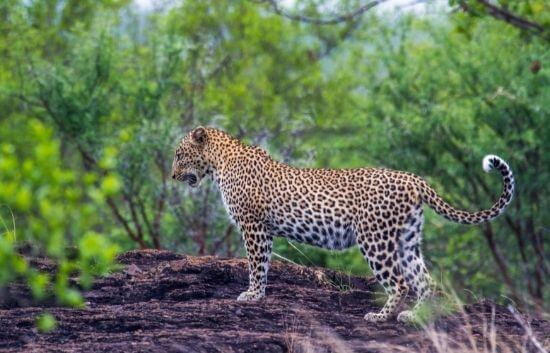 image of Yala Leopard used in the wildlife paragraph