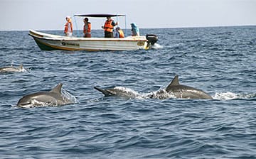 Whales at Trinco