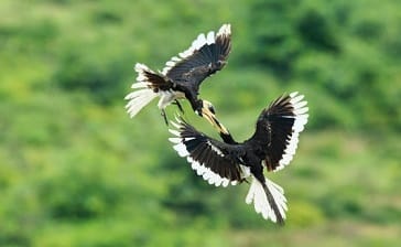 Uga Escapes Launches Bird Safaris In Bundala National Park