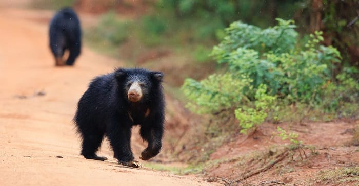 srilankanslothbear