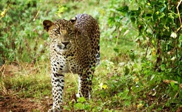 Elusive animals to keep an eye on during your stay at Chena Huts – Experience Sri Lankan wildlife while being immersed in absolute luxury